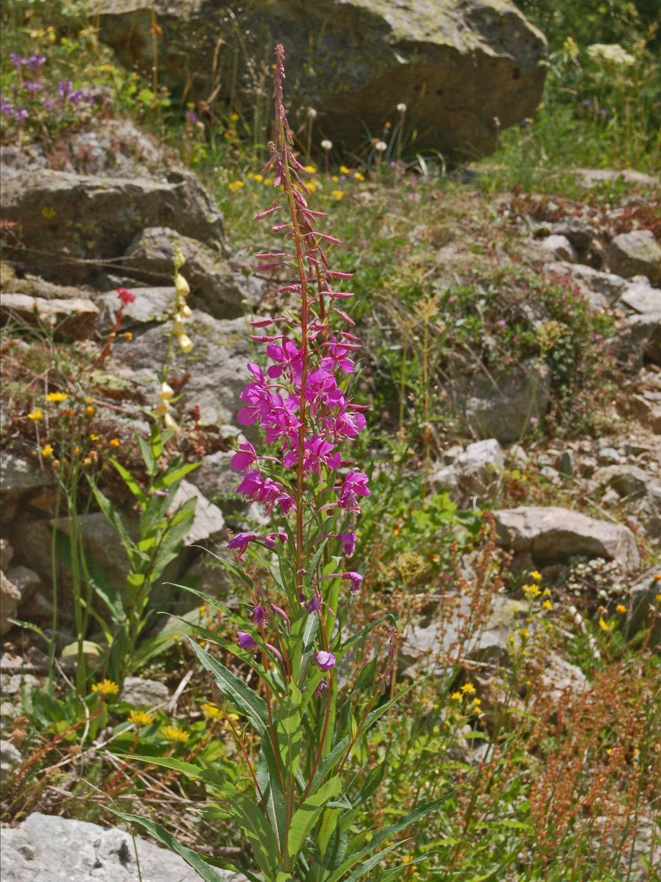Chamaenerion angustifolium (ex Epilobium angustifolium)
